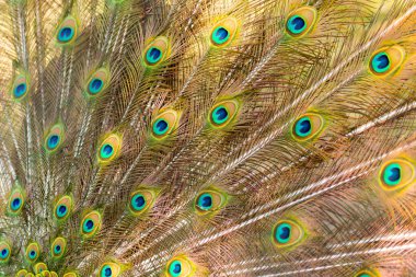 güzel kuş tüyü sezon breading içinde gösterilen peacock