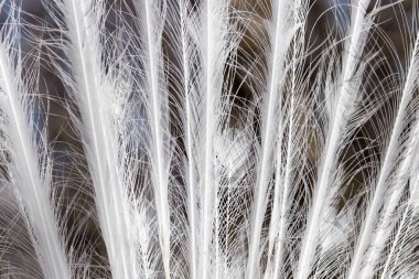 arka plan olarak beyaz tavus kuşu tüyü