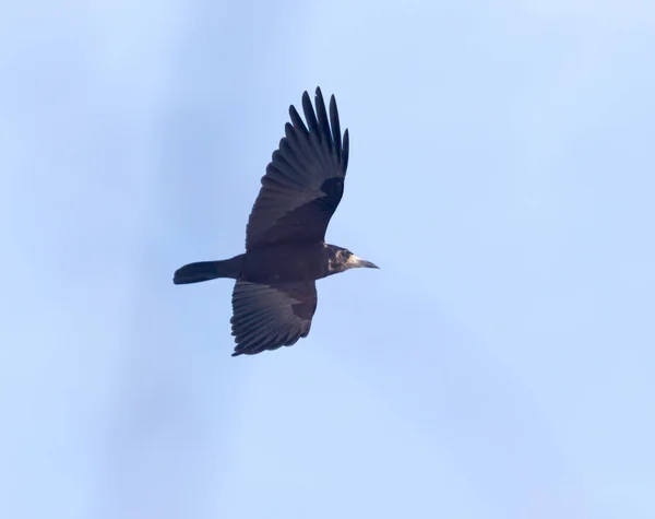 Cuervos negros en vuelo — Foto de Stock