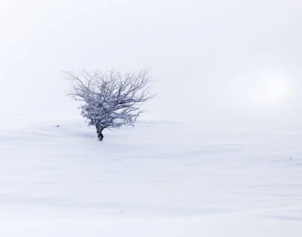 Tree in the snow at dawn sun — Stock Photo, Image