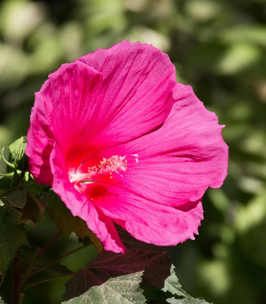 Rød blomst i naturen - Stock-foto