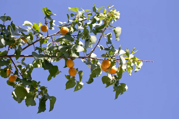 Reife Aprikosen in der Natur — Stockfoto