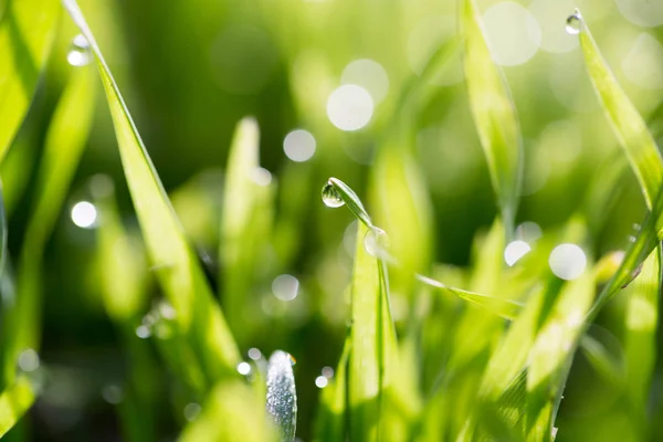 Gouttes de rosée sur l'herbe verte — Photo