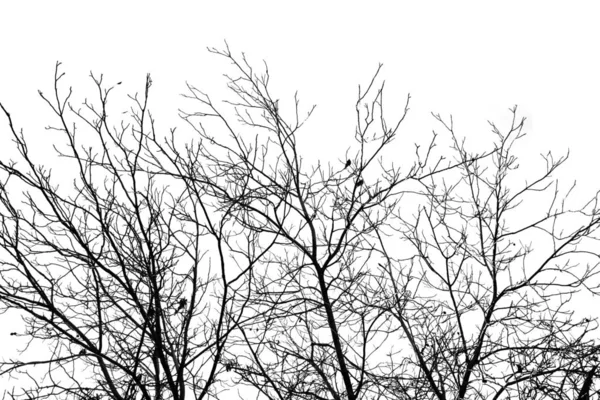 Branches nues d'un arbre sur un fond blanc — Photo