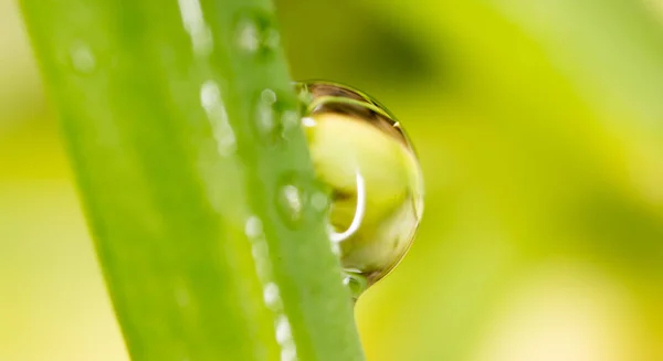 Gotas de rocío en la hierba. macro —  Fotos de Stock