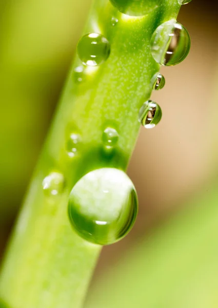 Gotas de orvalho na relva. macro — Fotografia de Stock