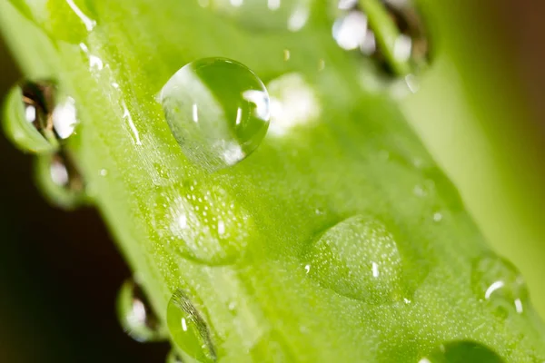 Daggdroppar på gräset. makro — Stockfoto