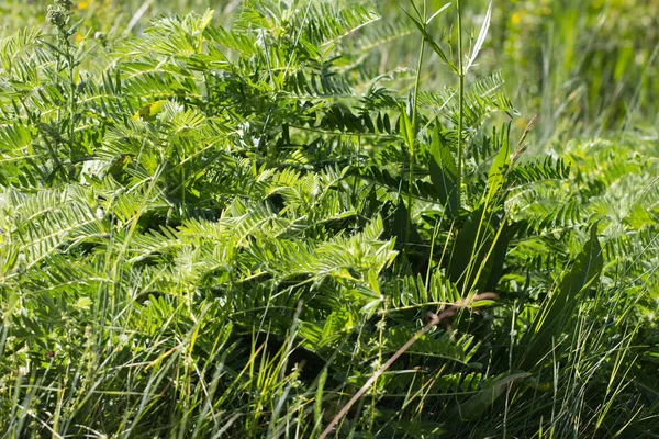 Schöne gelbe Blumen in der Natur — Stockfoto