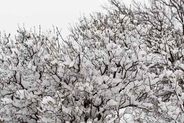 Снег на дереве в природе — стоковое фото