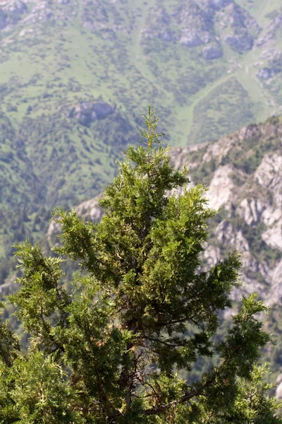 Сосна в горах — стоковое фото