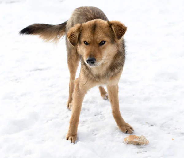 Ritratto del cane all'aperto in inverno — Foto Stock