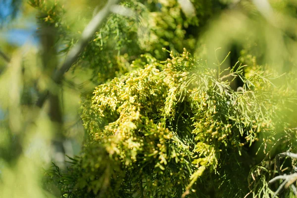 Thuja orientalis Pino — Foto de Stock