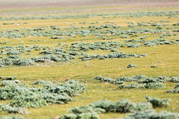 哈萨克斯坦草原上的春天 — 图库照片