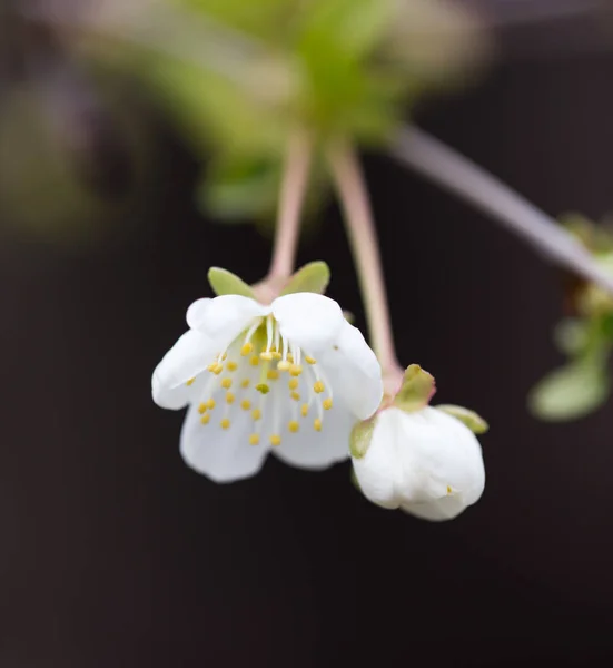 Bílé květy na stromě — Stock fotografie