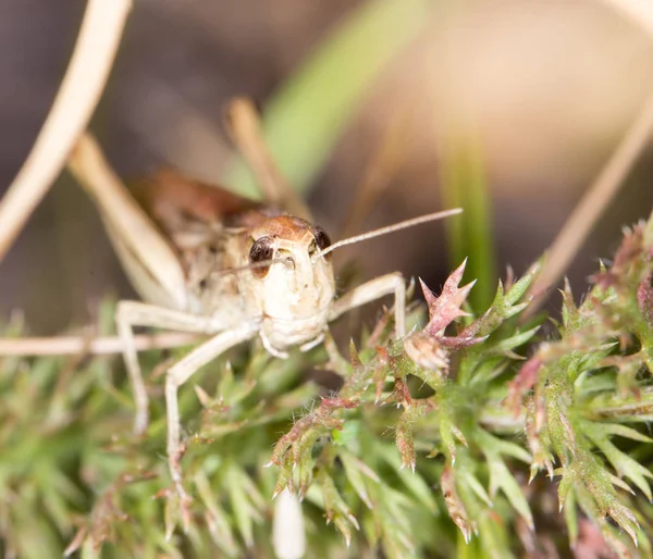 Gresshoppe i naturen – stockfoto