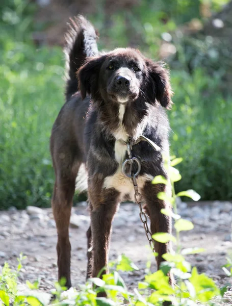 Hond in de natuur — Stockfoto