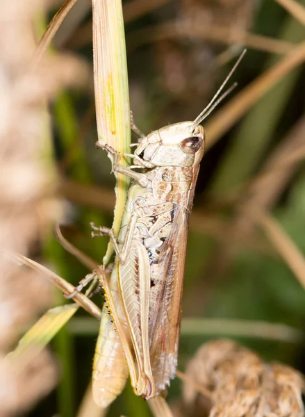 Sauterelle dans la nature — Photo