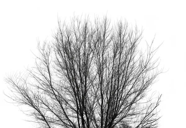Голые ветви дерева на белом фоне — стоковое фото