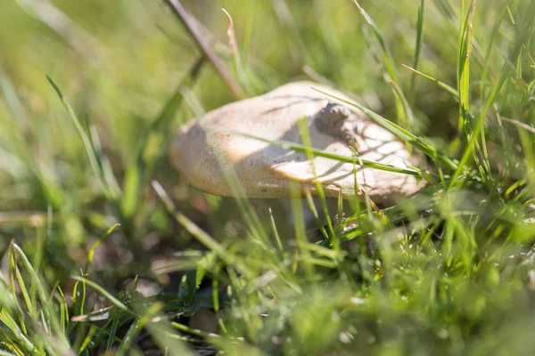 Paddestoelen in het gras buitenshuis — Stockfoto