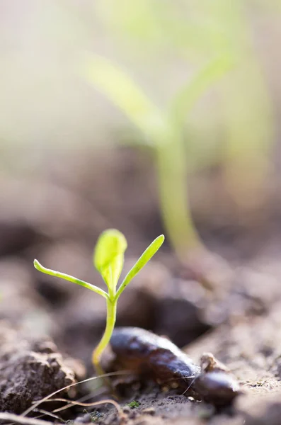 Young plant in the ground outdoors. macro — Stock Photo, Image