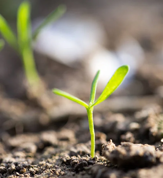 Young plant in the ground outdoors. macro — Stock Photo, Image