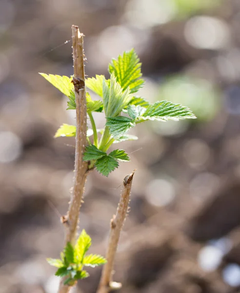 Hojas de frambuesa jóvenes en la naturaleza —  Fotos de Stock