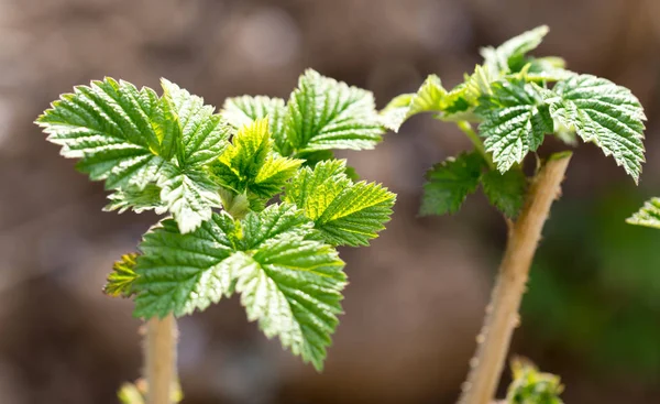 Young raspberry leaves in nature — Stock Photo, Image