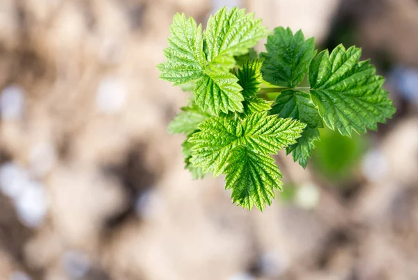 Jeunes feuilles de framboise dans la nature — Photo