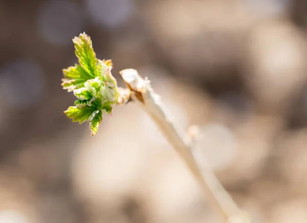 Young raspberry leaves in nature — Stock Photo, Image