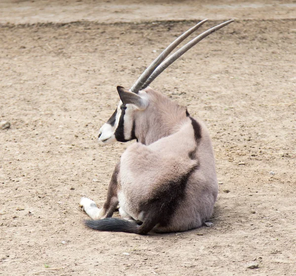 Antilope in een dierentuin — Stockfoto