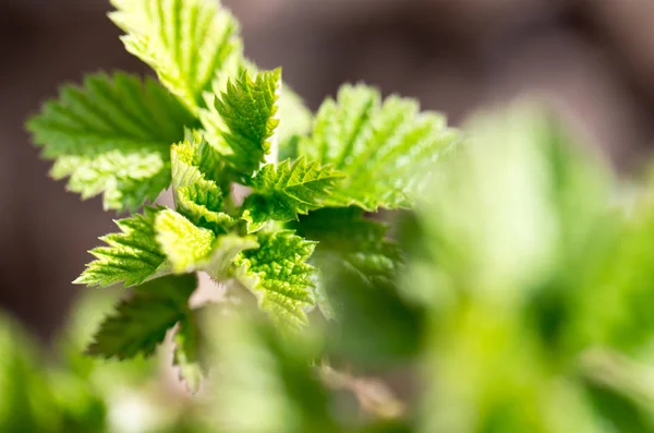 Unga hallon blad i naturen — Stockfoto