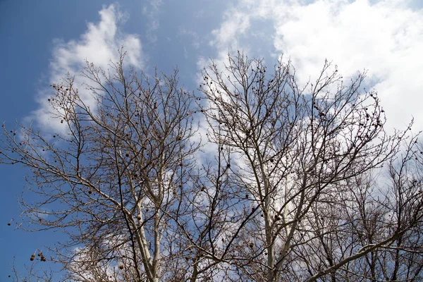 Ramos de árvores sem folhas contra o céu — Fotografia de Stock