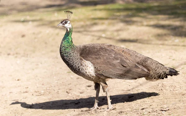 Mooie peacock portret. Grote kleurrijke vogel in de natuur — Stockfoto