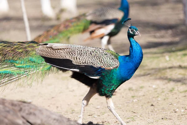 Mooie peacock portret. Grote kleurrijke vogel in de natuur — Stockfoto