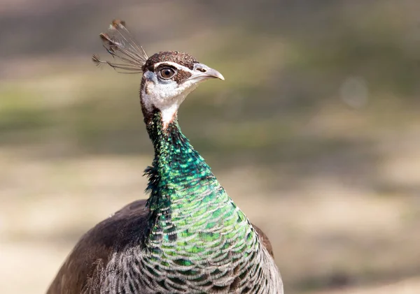 Mooie peacock portret. Grote kleurrijke vogel in de natuur — Stockfoto