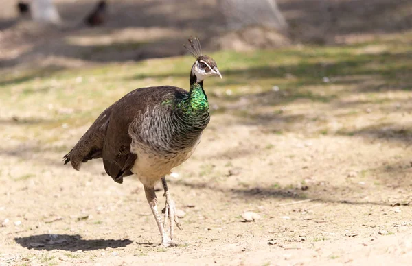 Magnifique portrait de paon. Grand oiseau coloré dans la nature — Photo