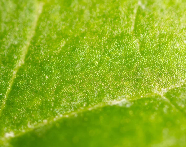 Groene blad. Super Macro — Stockfoto