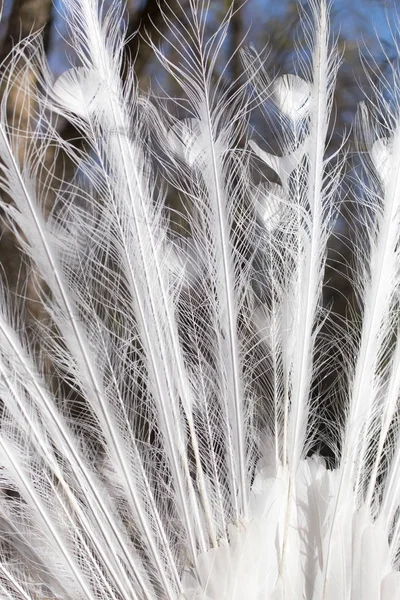 Penas de pavão branco como fundo — Fotografia de Stock