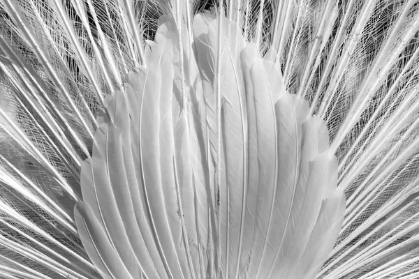 Plumas de pavo real blanco como fondo —  Fotos de Stock