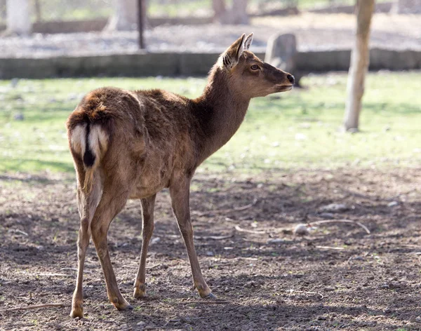 Venado hembra joven en un parque en la naturaleza —  Fotos de Stock