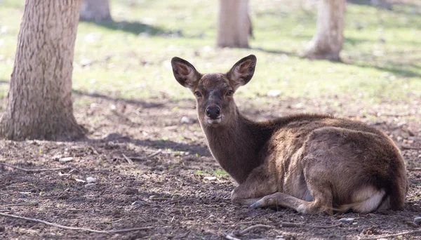 自然公園にいる若い雌鹿は — ストック写真