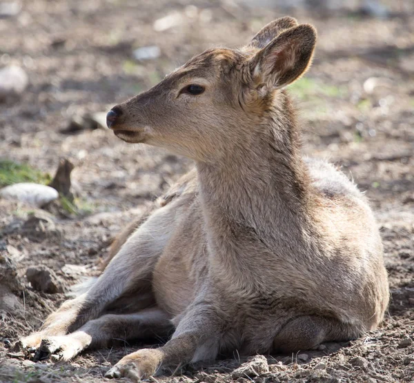 Portrait of a young female deer — Stock Photo, Image