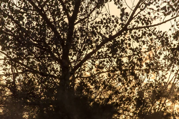 Un beau coucher de soleil sur un fond d'arbres — Photo