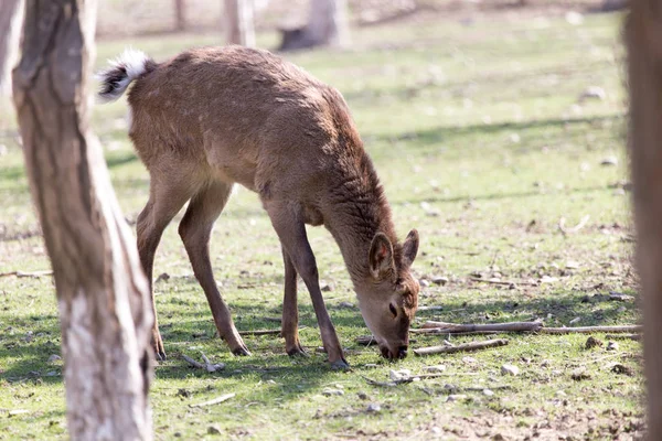 Młoda samica jelenia w parku na łonie natury — Zdjęcie stockowe
