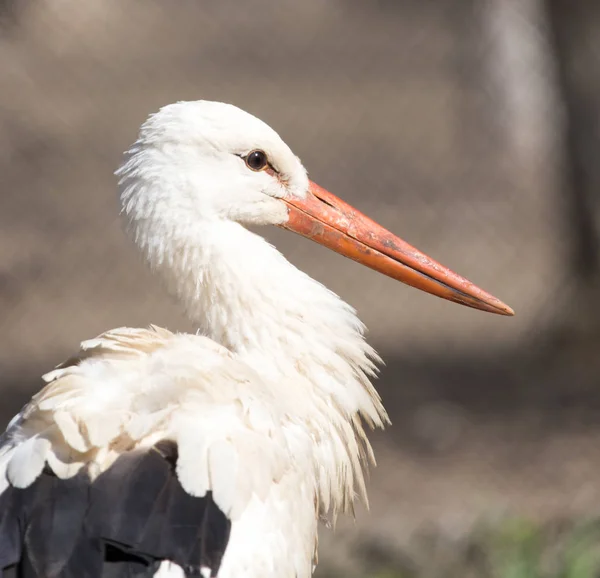 Storch in freier Natur im Zoo — Stockfoto
