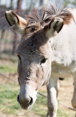 Doğada parktaki bir eşeğin portresi