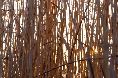 sazlık doğada gün batımında