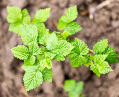 doğa genç Ahududu yaprakları