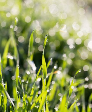 Doğadaki çimlerin üzerindeki çiy damlaları