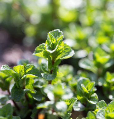 genç yaprakları nane doğada. Makro